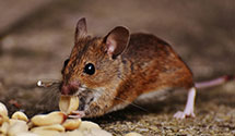 24 Hour & Emergency Exterminators in Tusculam, PA